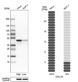 FAM105B/OTULIN Antibody, Novus Biologicals 0.1mL; Unlabeled:Antibodies,